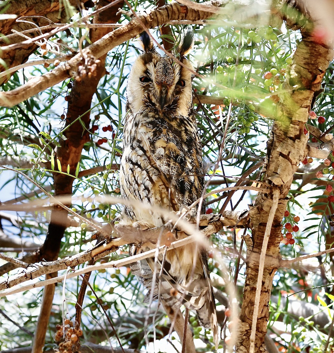 Long-eared Owl - ML619754037