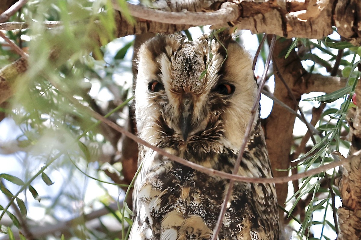 Long-eared Owl - ML619754051