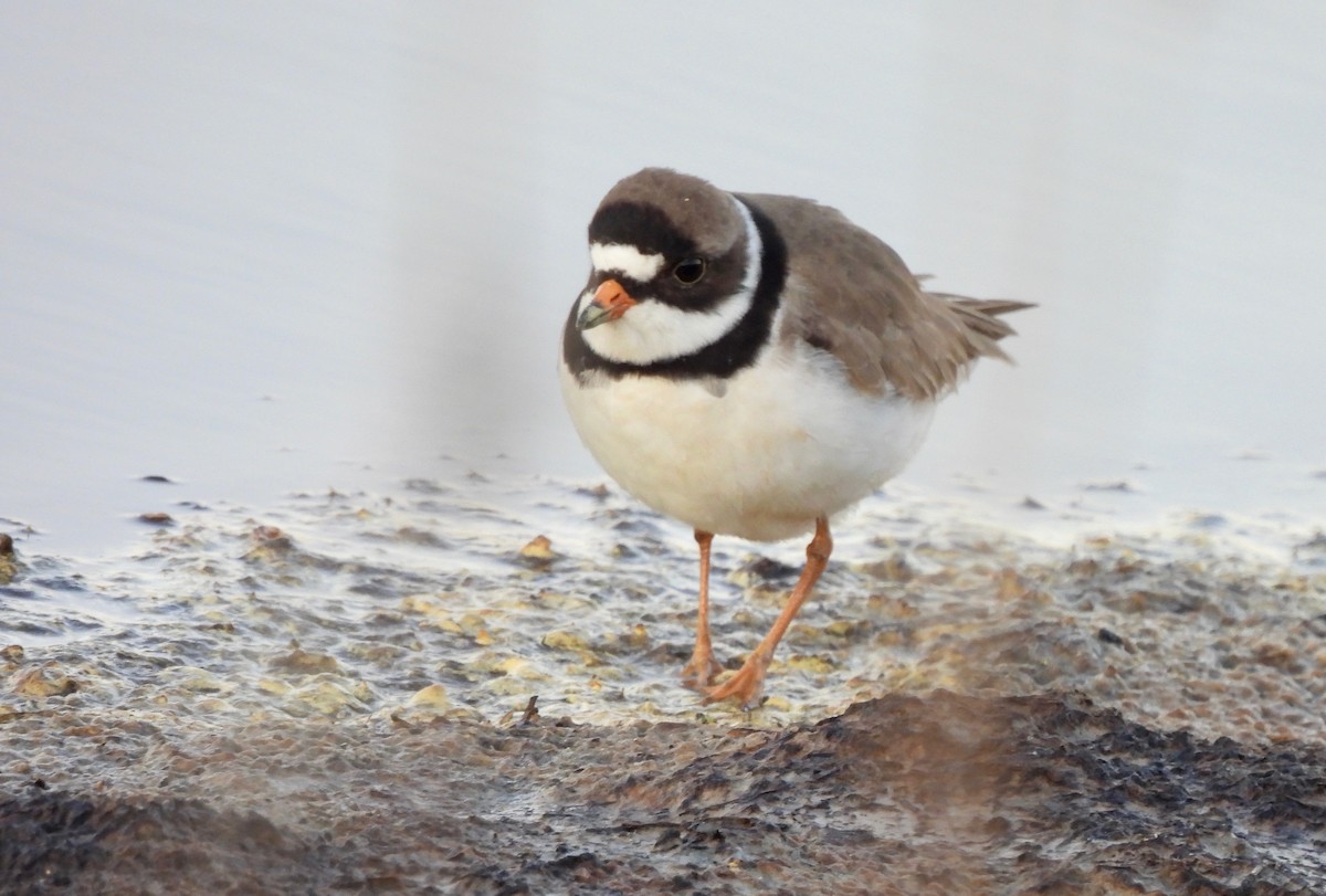 Semipalmated Plover - ML619754070