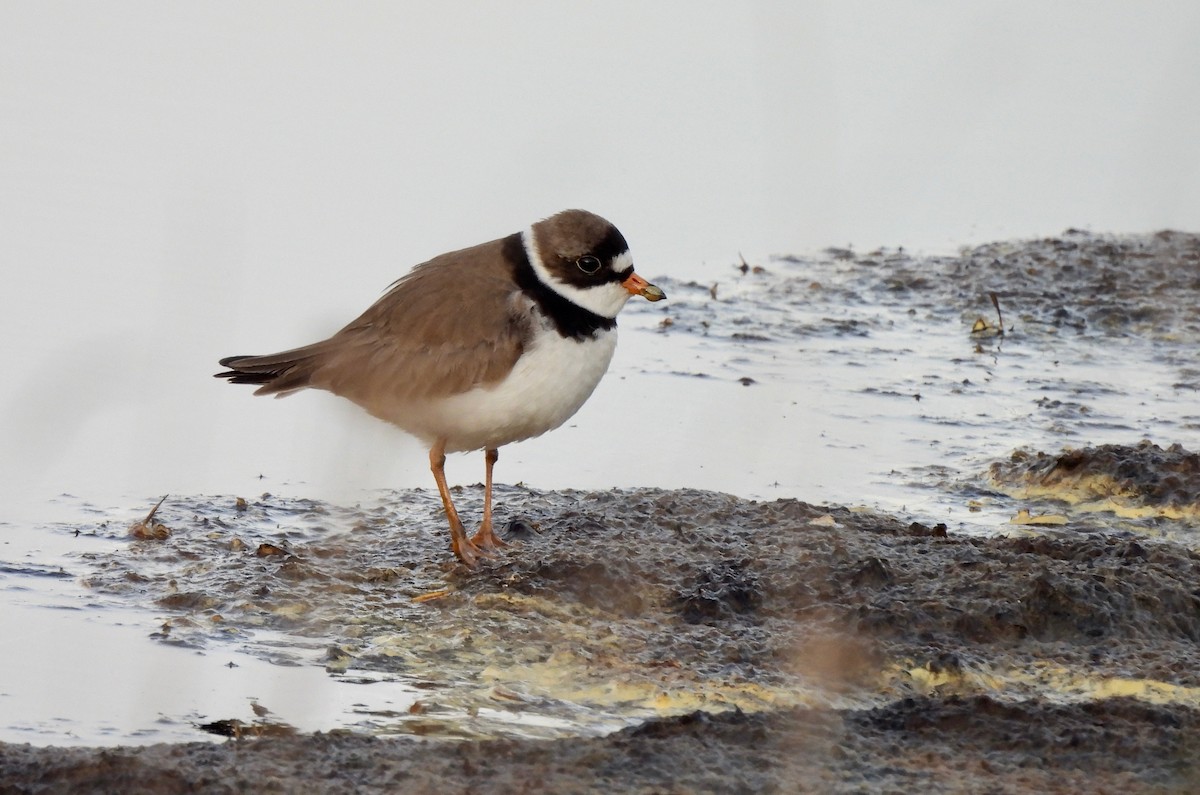 Semipalmated Plover - ML619754071