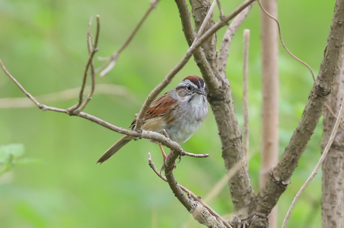 Swamp Sparrow - ML619754107