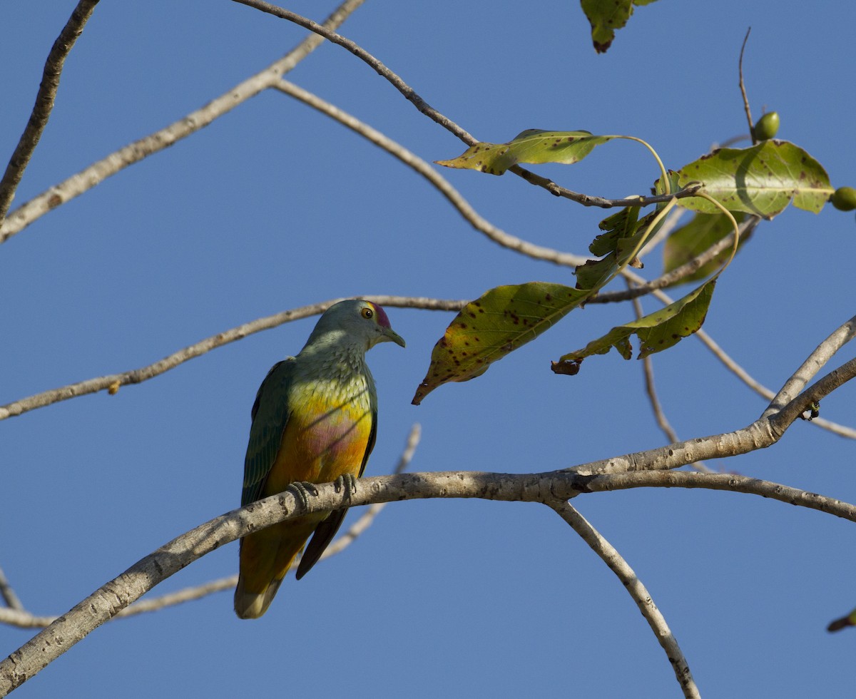 Rose-crowned Fruit-Dove - ML61975411