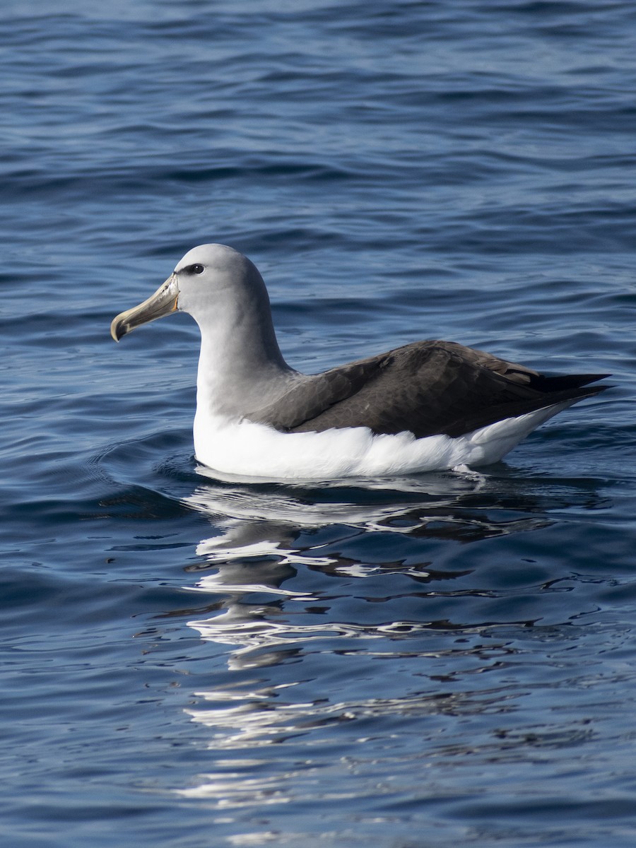 albatros snarský - ML619754127