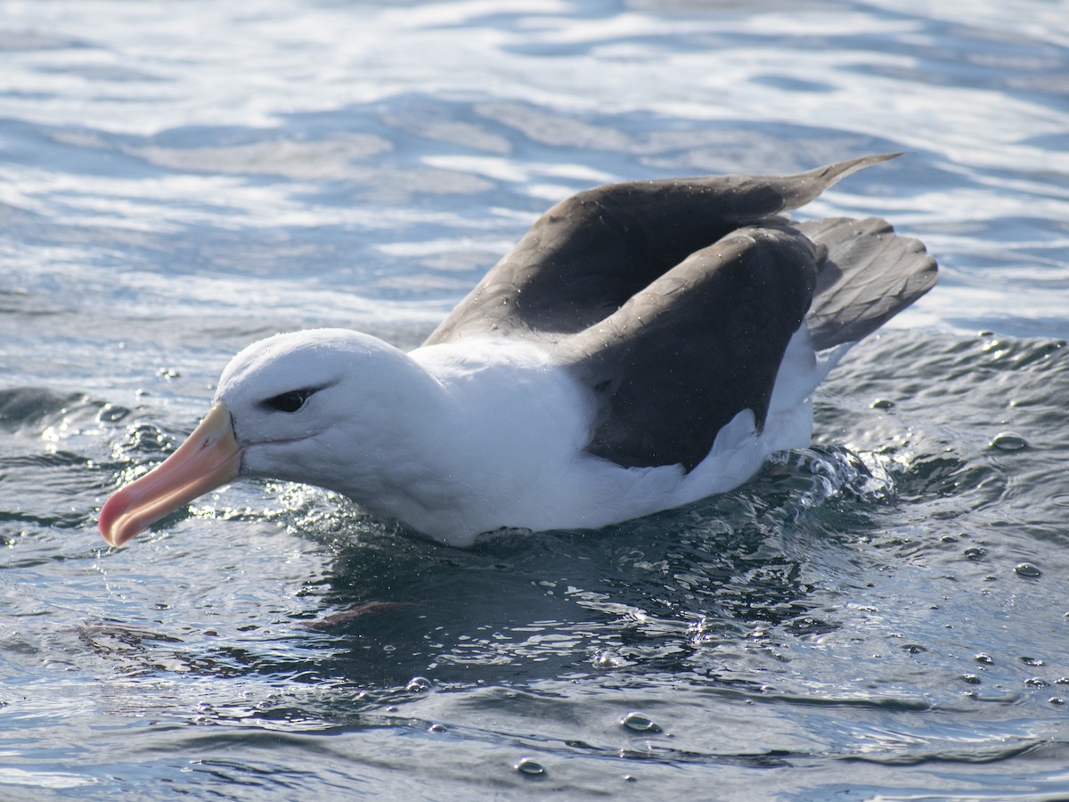 albatros černobrvý (ssp. melanophris) - ML619754132