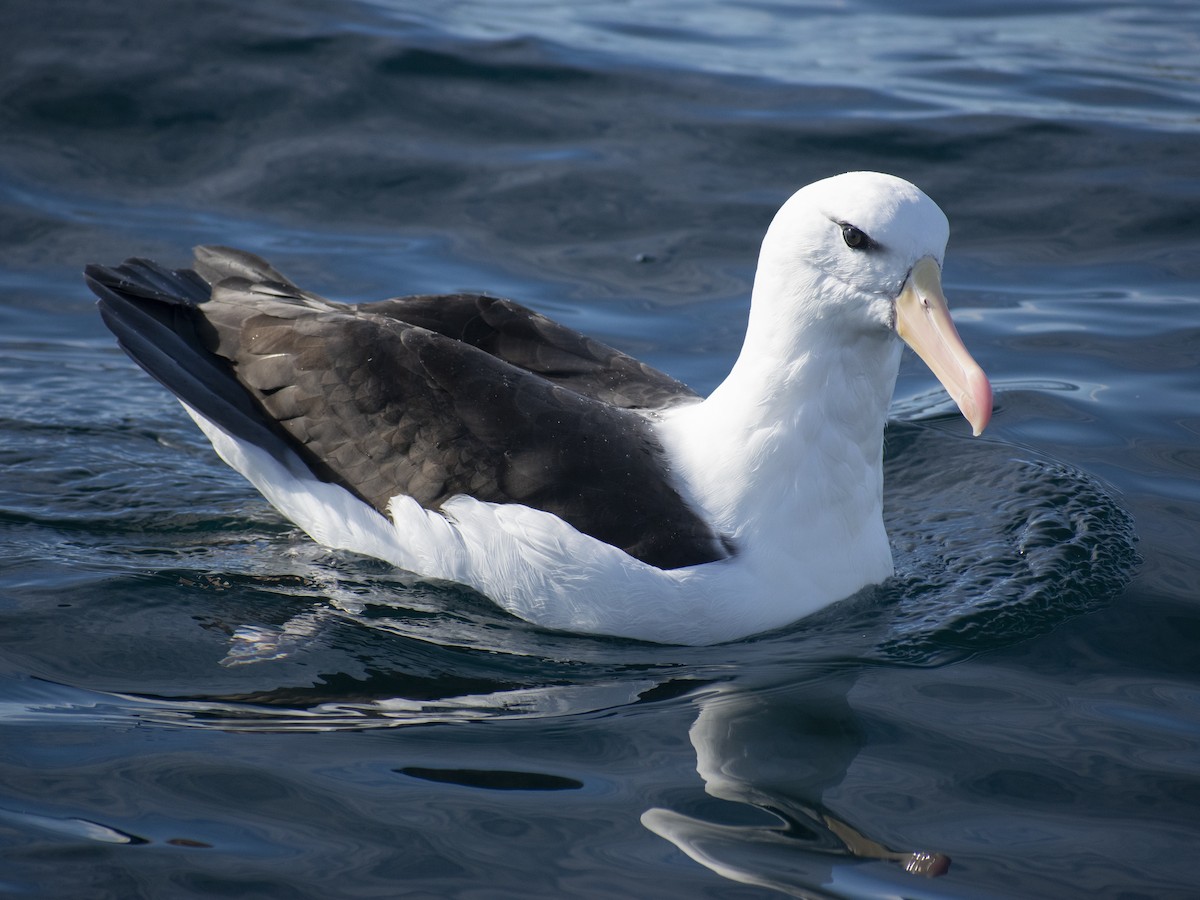 Albatros bekainduna (melanophris) - ML619754135