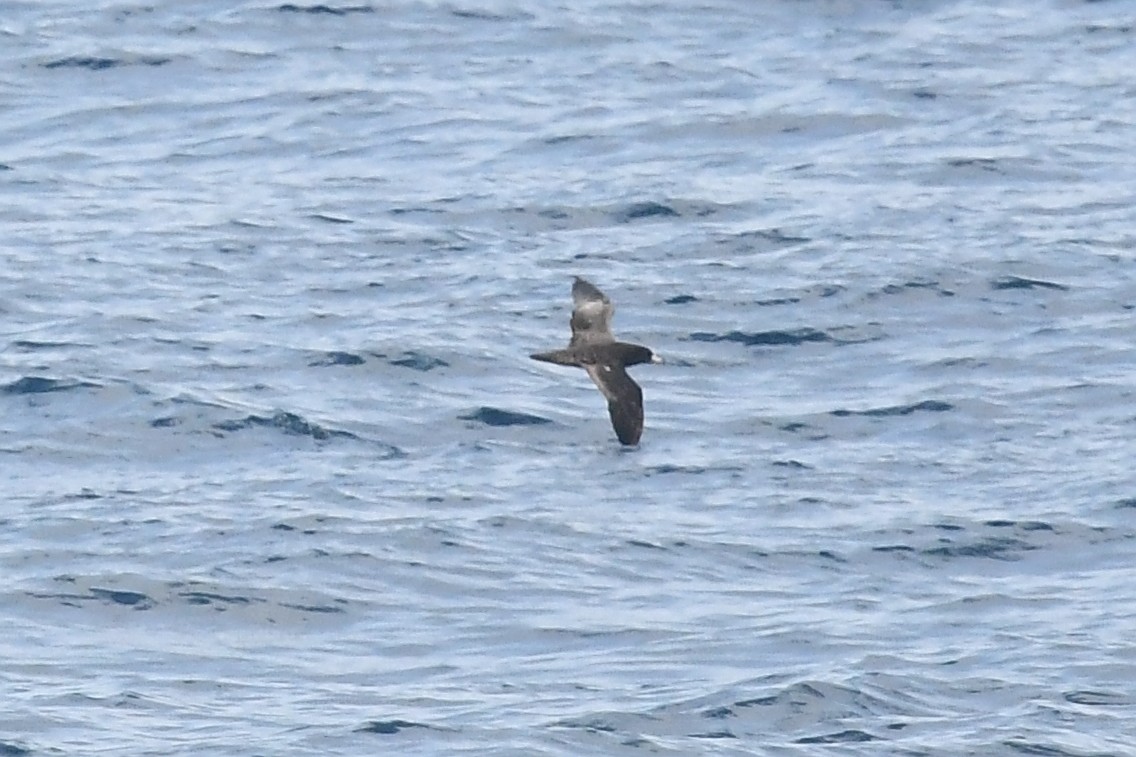 Flesh-footed Shearwater - ML619754151