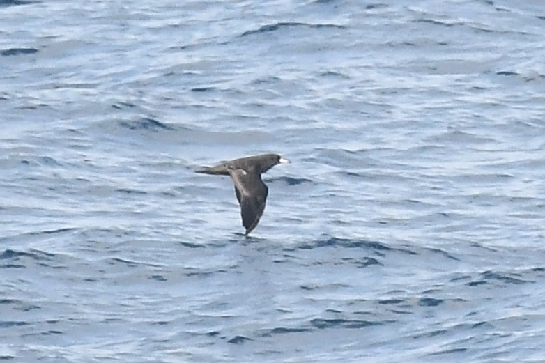 Flesh-footed Shearwater - ML619754153