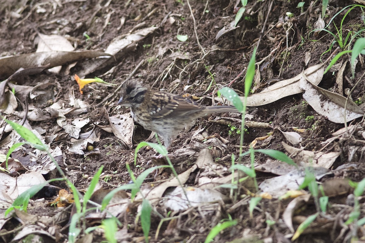 Rufous-collared Sparrow - ML619754154