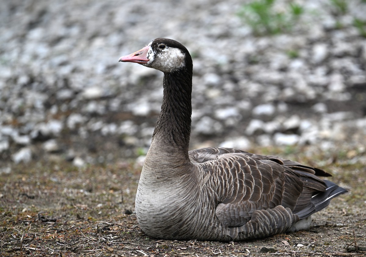 Domestic goose sp. x Canada Goose (hybrid) - ML619754244