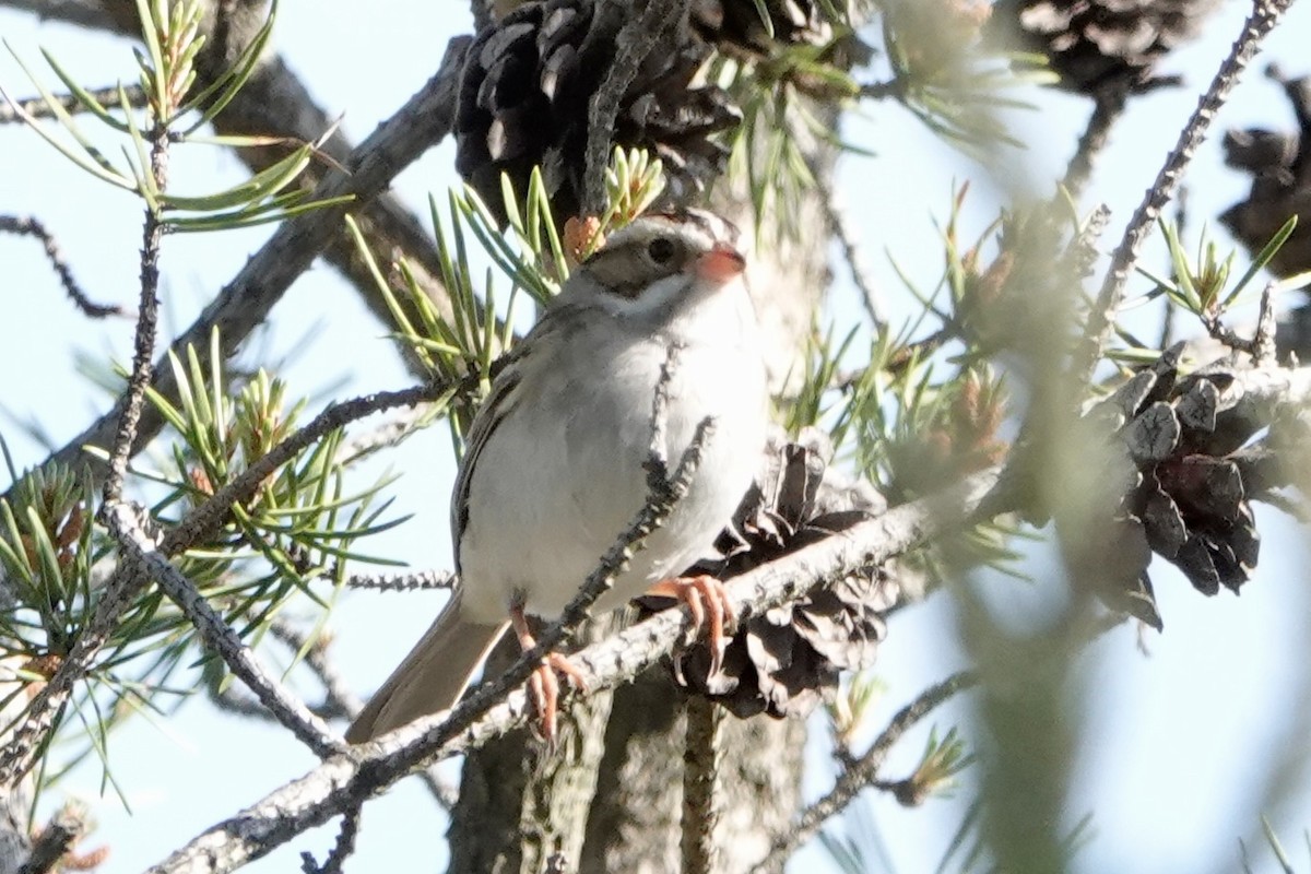 Clay-colored Sparrow - ML619754254