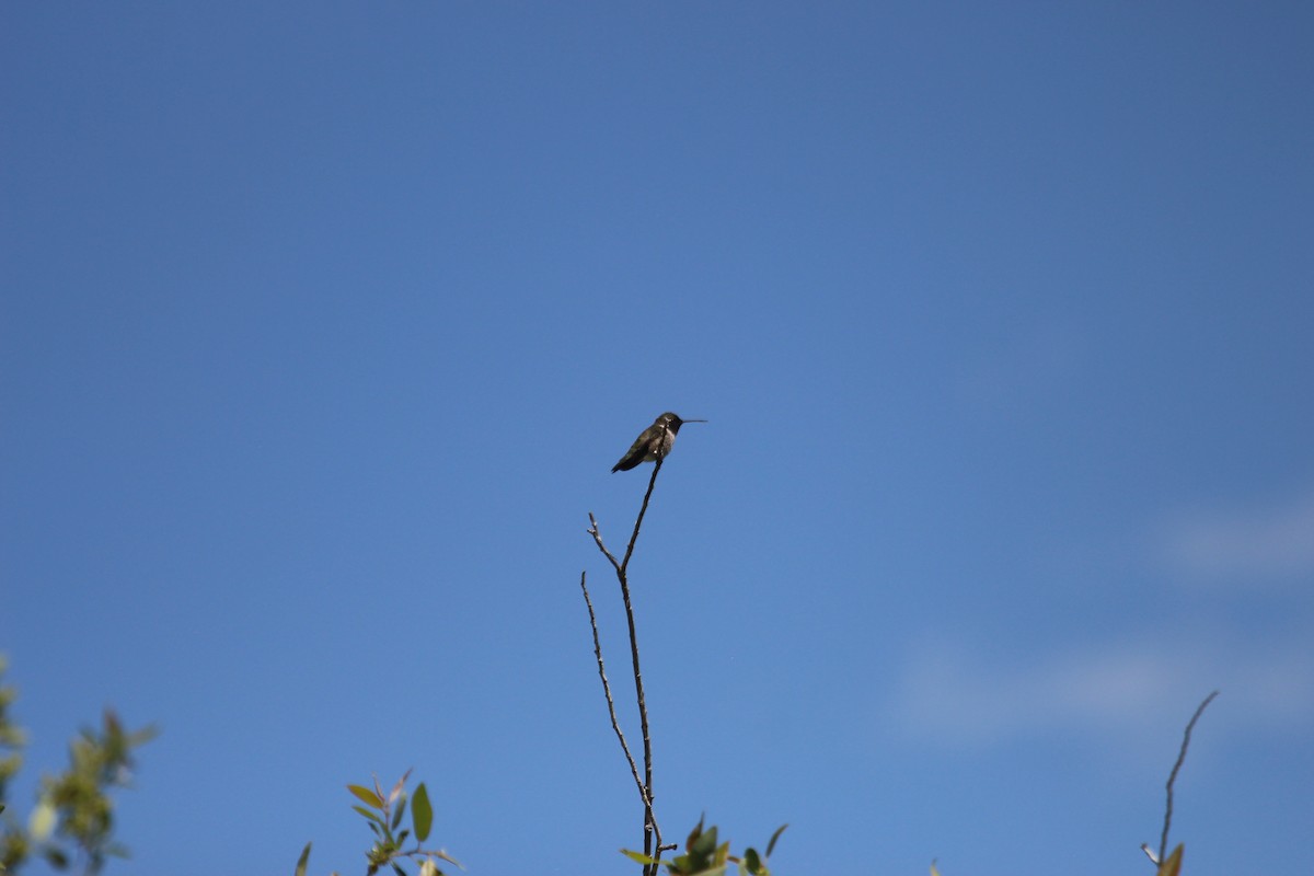 Black-chinned Hummingbird - ML619754290