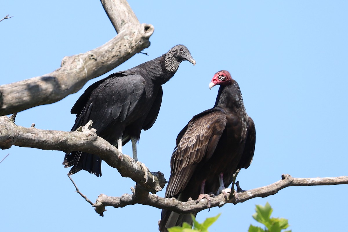 Black Vulture - ML619754314