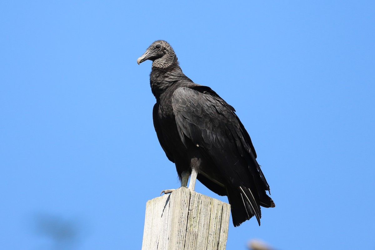 Black Vulture - ML619754315