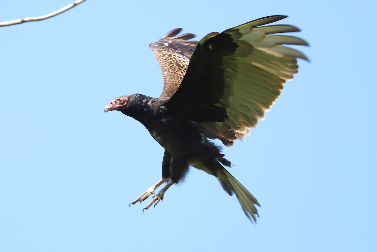 Turkey Vulture - ML619754334