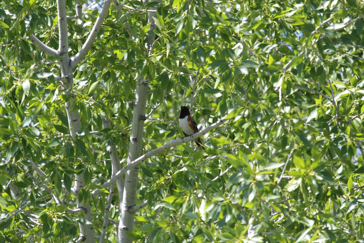 Spotted Towhee - ML619754336