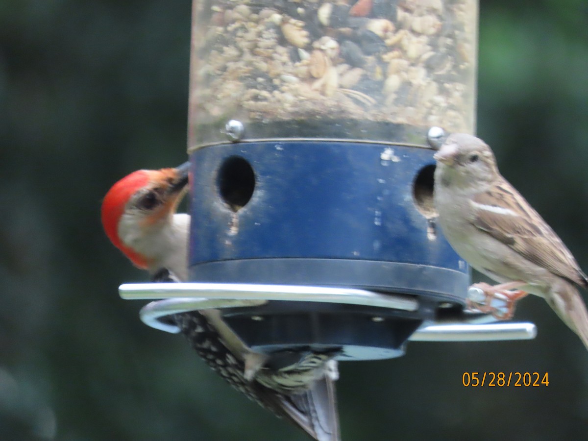 Red-bellied Woodpecker - ML619754343