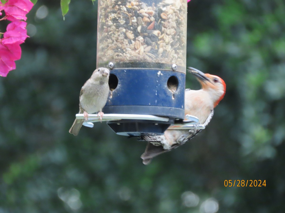 Red-bellied Woodpecker - ML619754344