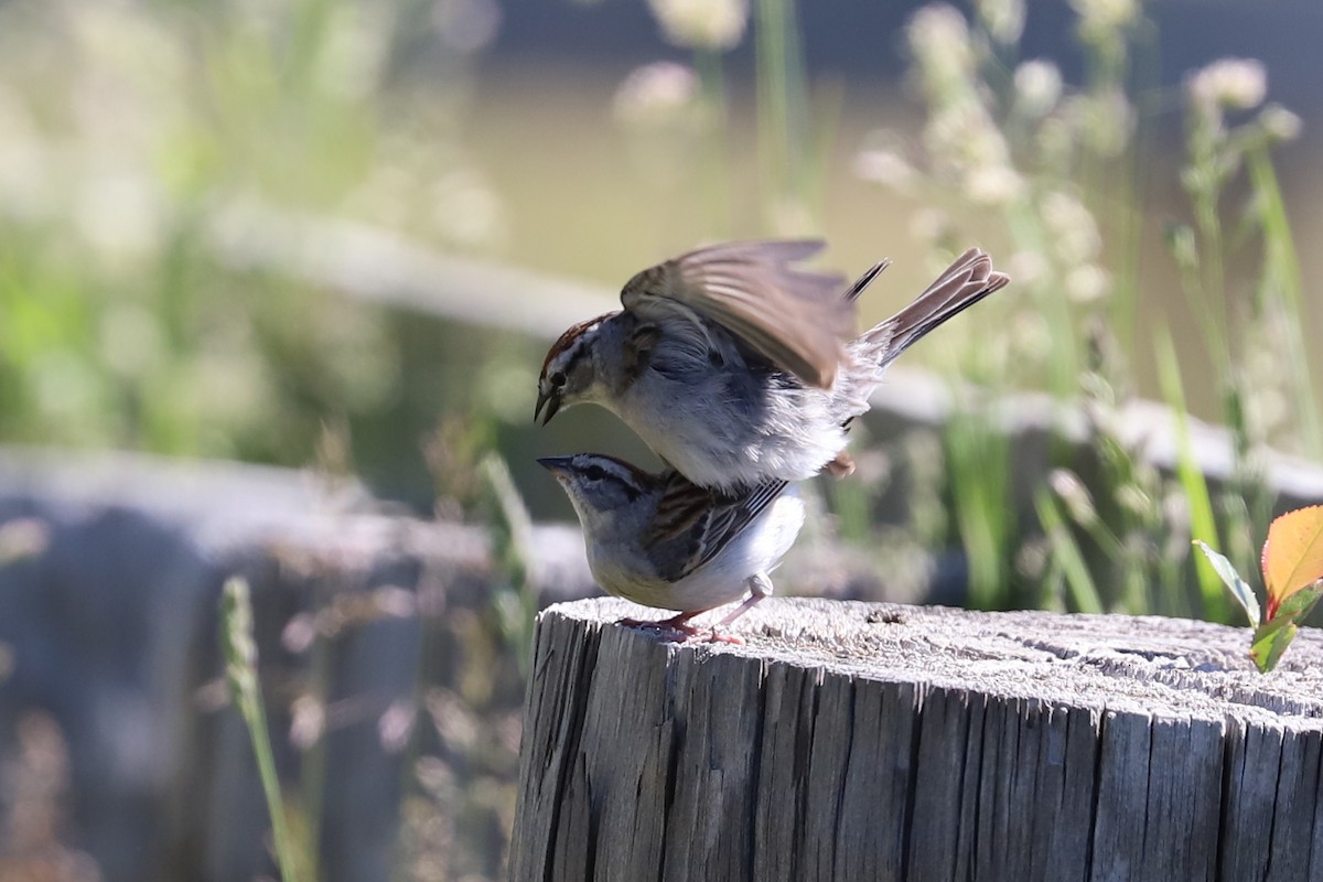 Chipping Sparrow - ML619754348
