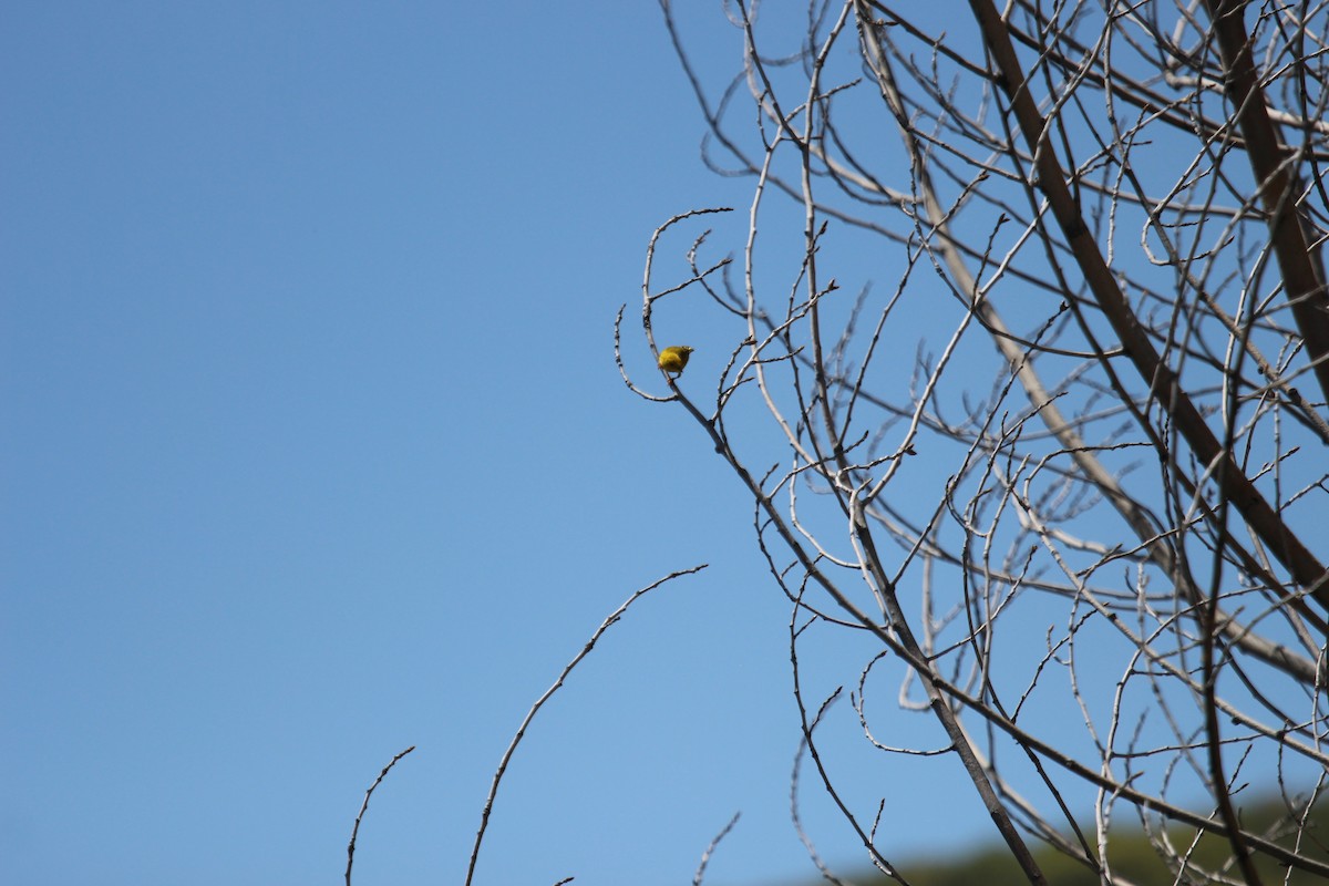 Yellow Warbler - ML619754353