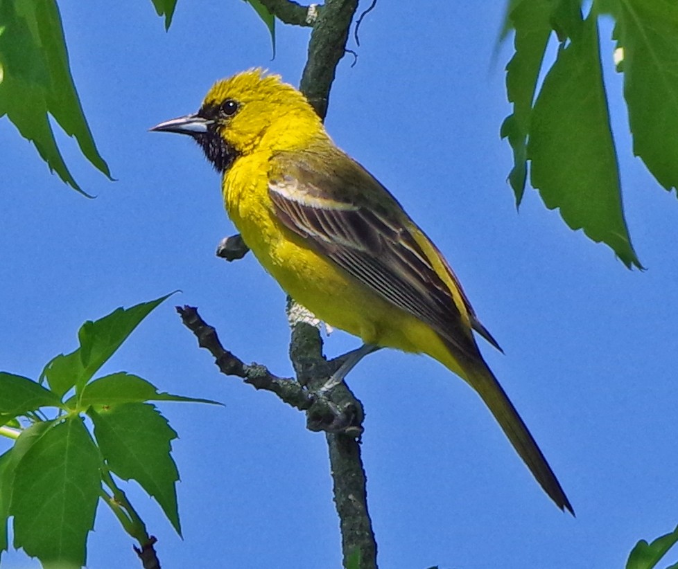 Orchard Oriole - ML619754363