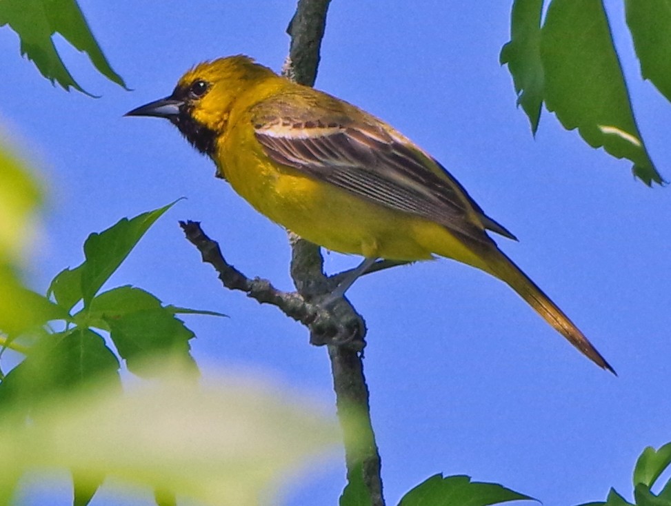 Orchard Oriole - ML619754364