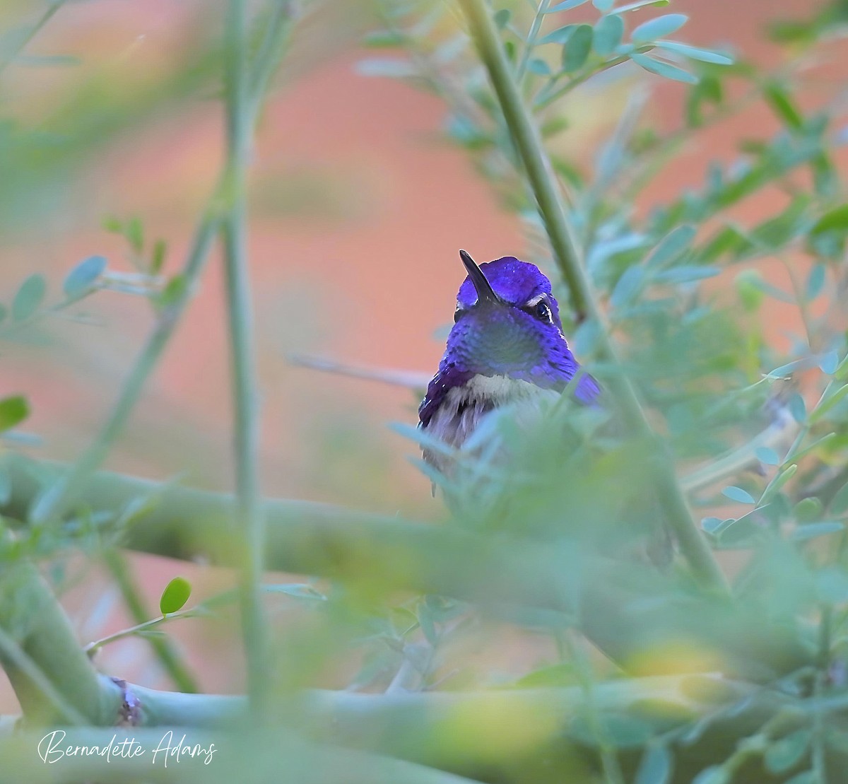 Costa's Hummingbird - ML619754381