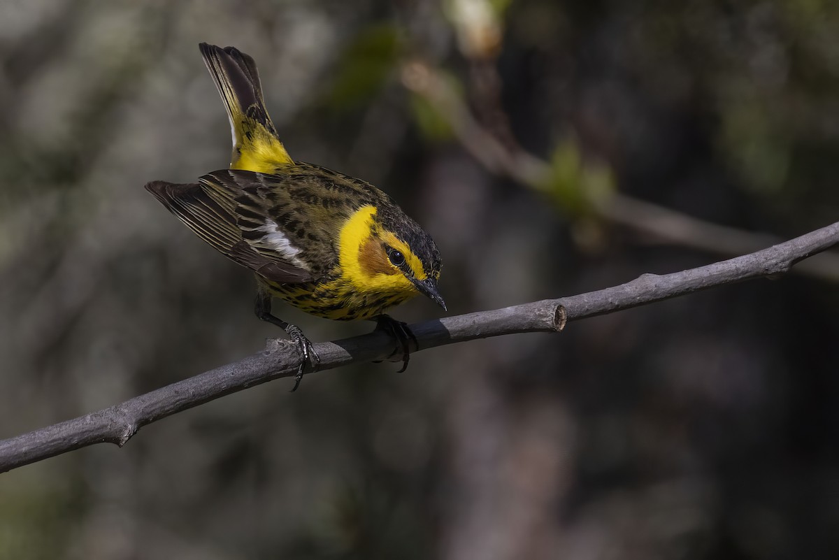 Cape May Warbler - ML619754385