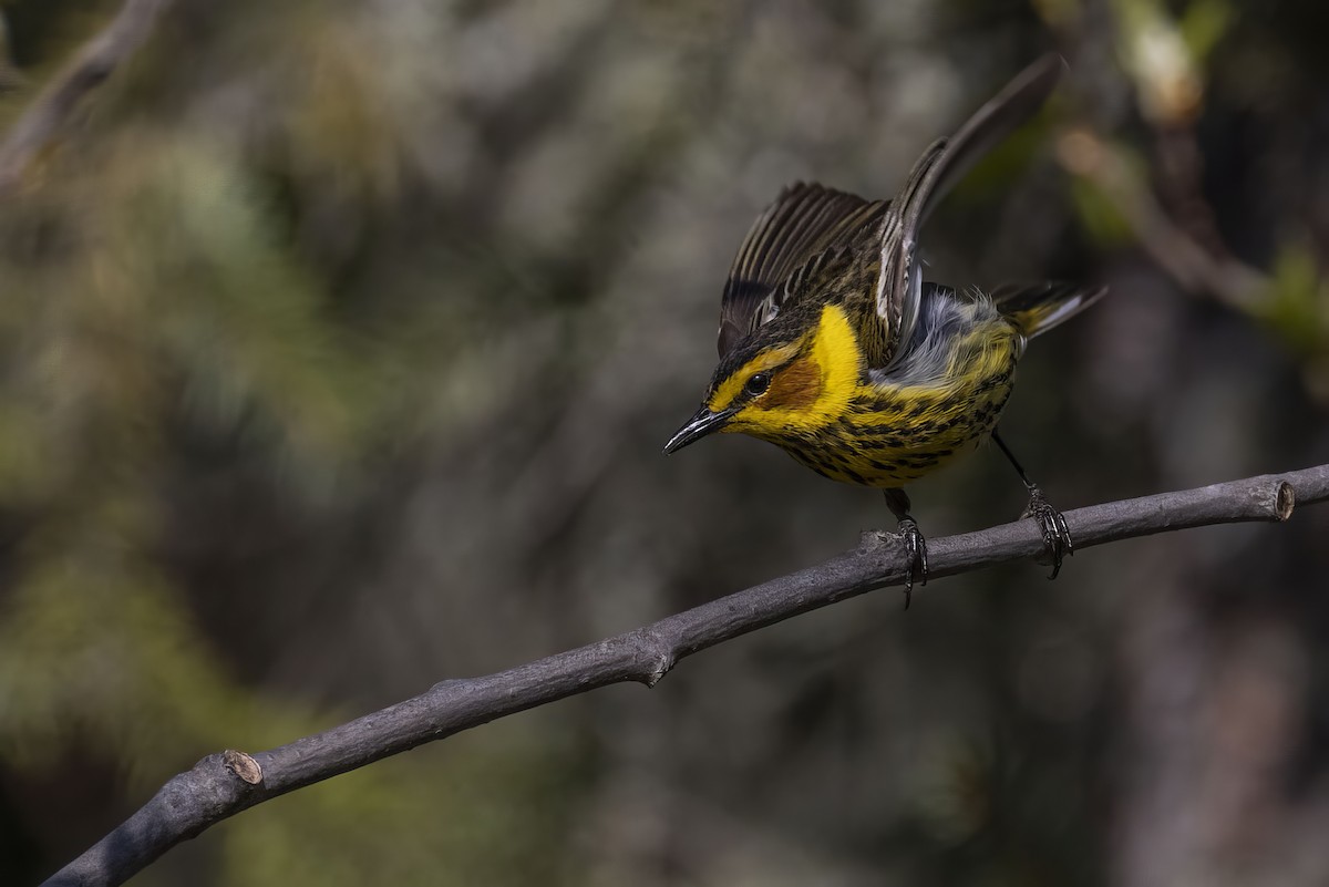 Cape May Warbler - ML619754387