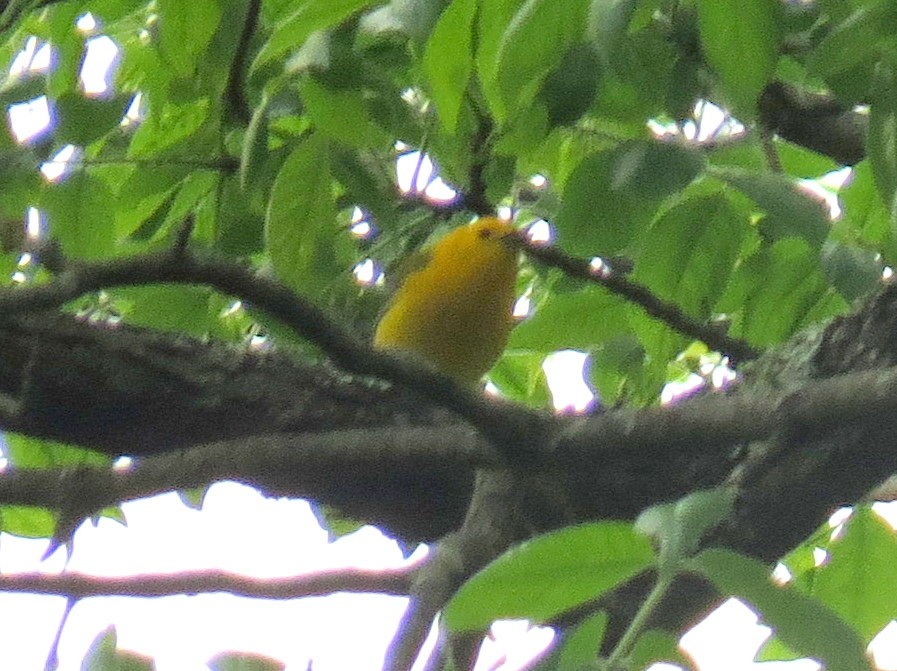 Prothonotary Warbler - ML619754426
