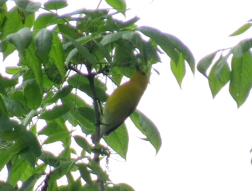 Prothonotary Warbler - ML619754427