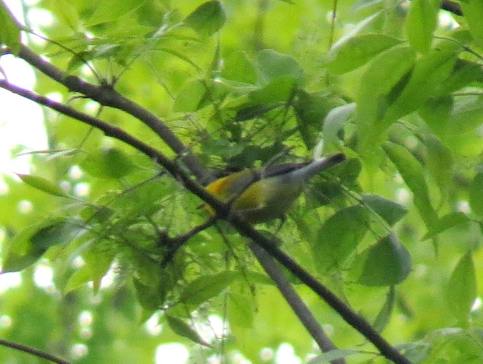 Prothonotary Warbler - ML619754429