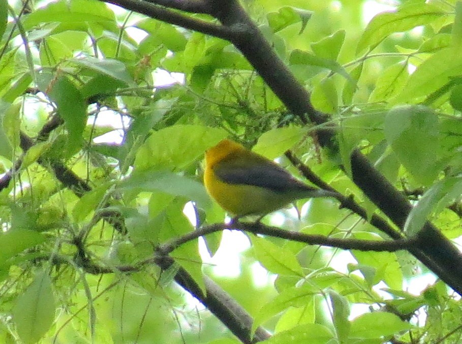 Prothonotary Warbler - ML619754430