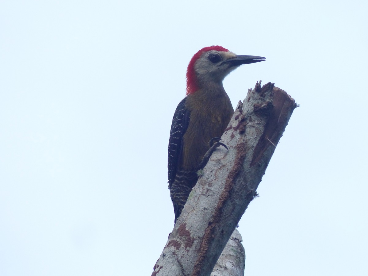 Jamaican Woodpecker - ML619754489