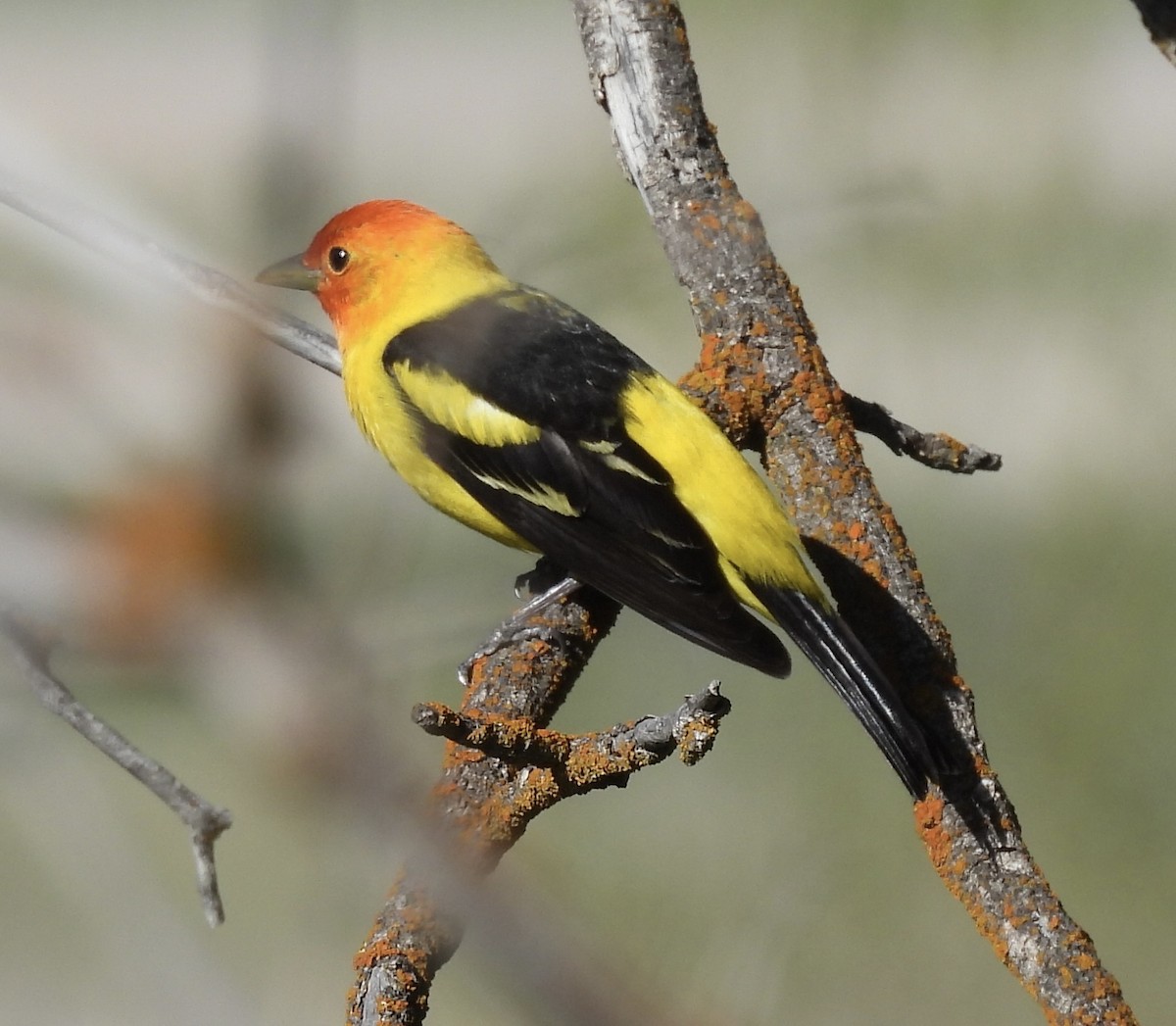 Western Tanager - ML619754492