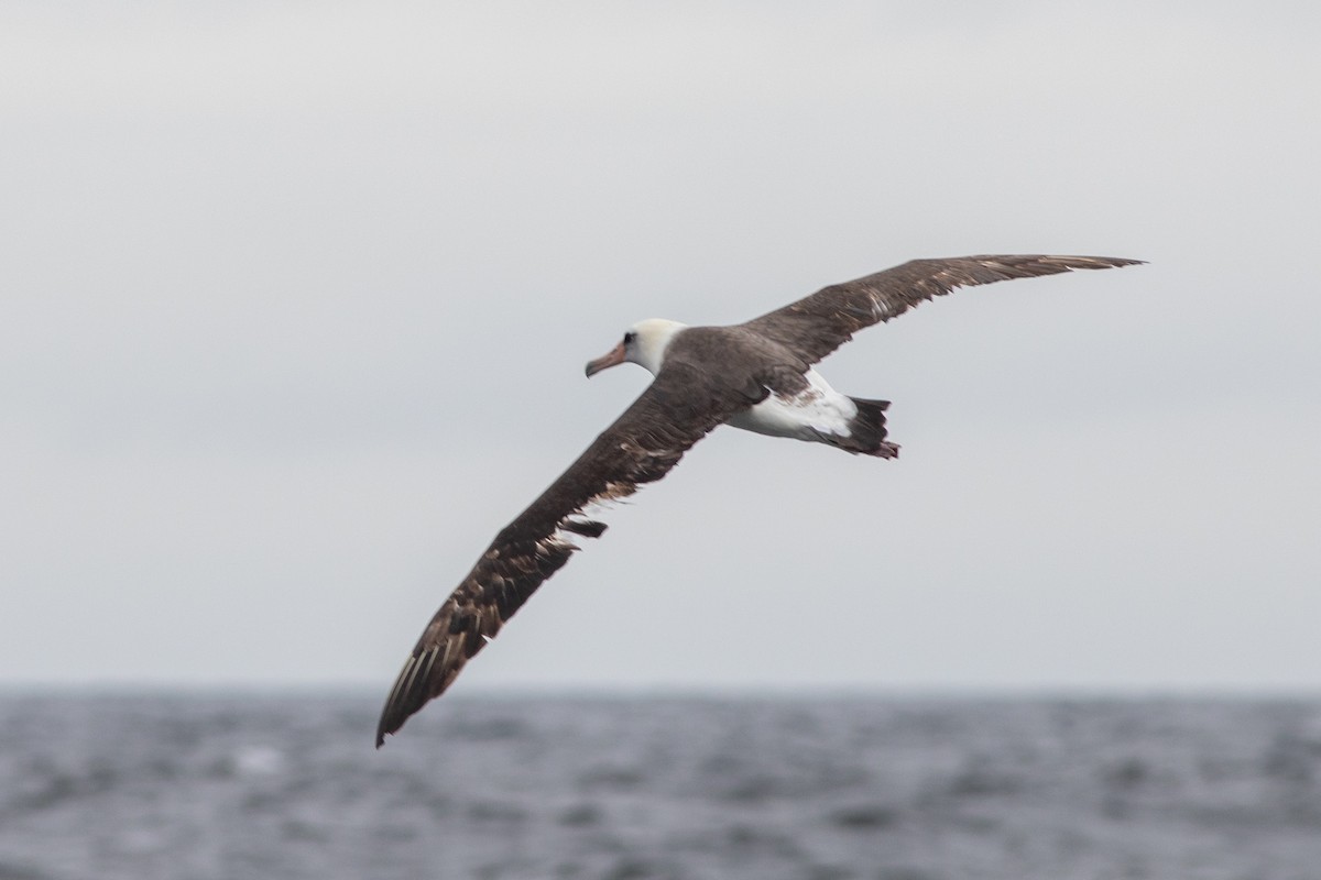 Laysan Albatross - ML619754498