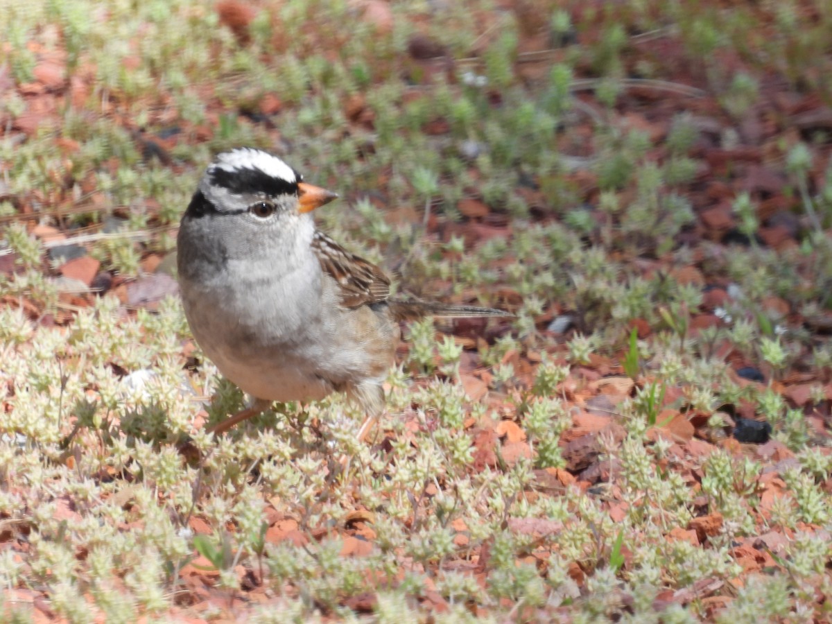 White-crowned Sparrow - ML619754516