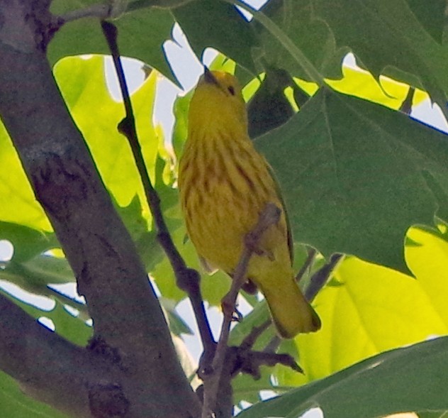 Yellow Warbler (Northern) - ML619754519