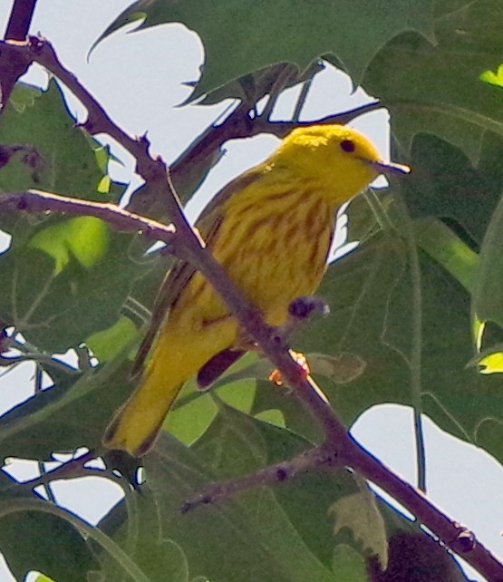 Yellow Warbler (Northern) - ML619754520