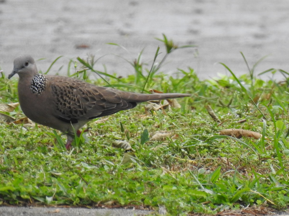Spotted Dove - ML619754631