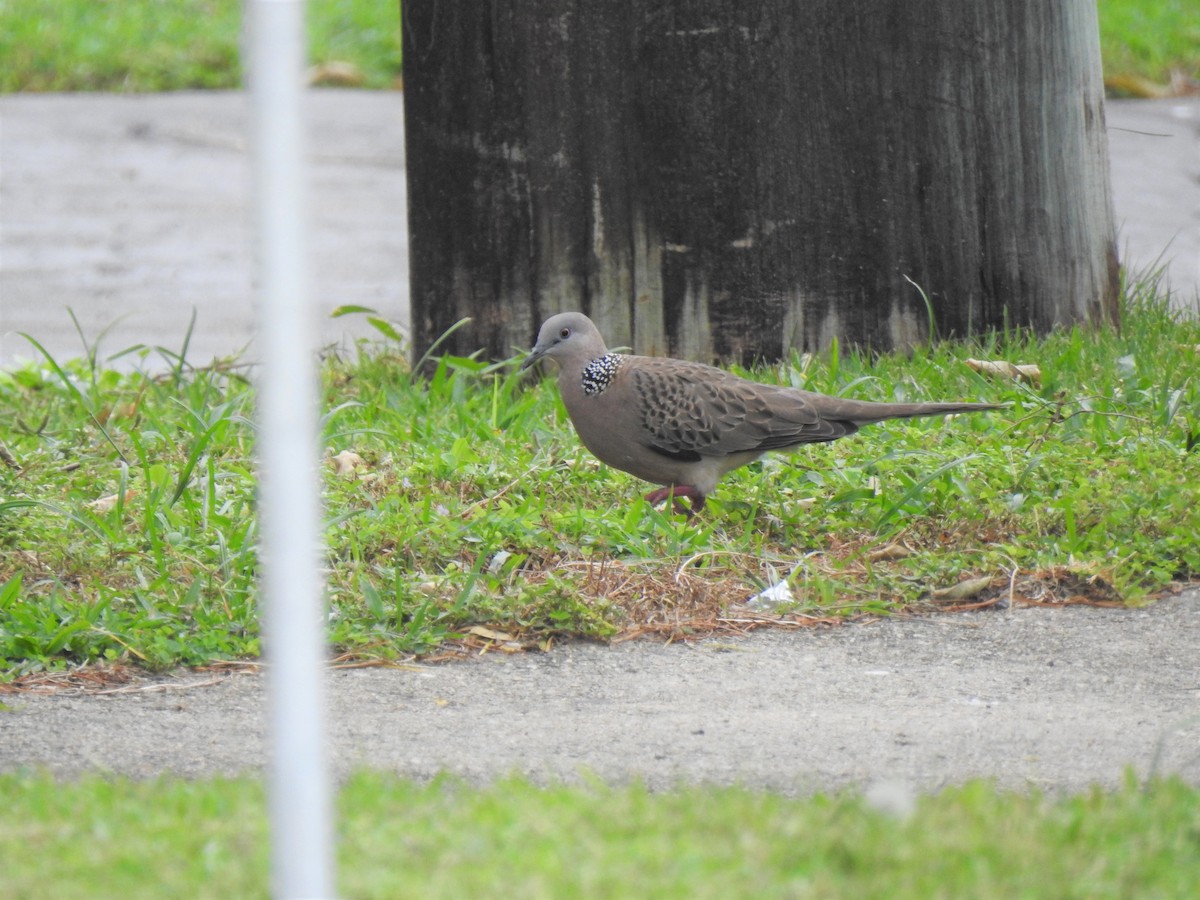 Spotted Dove - ML619754632