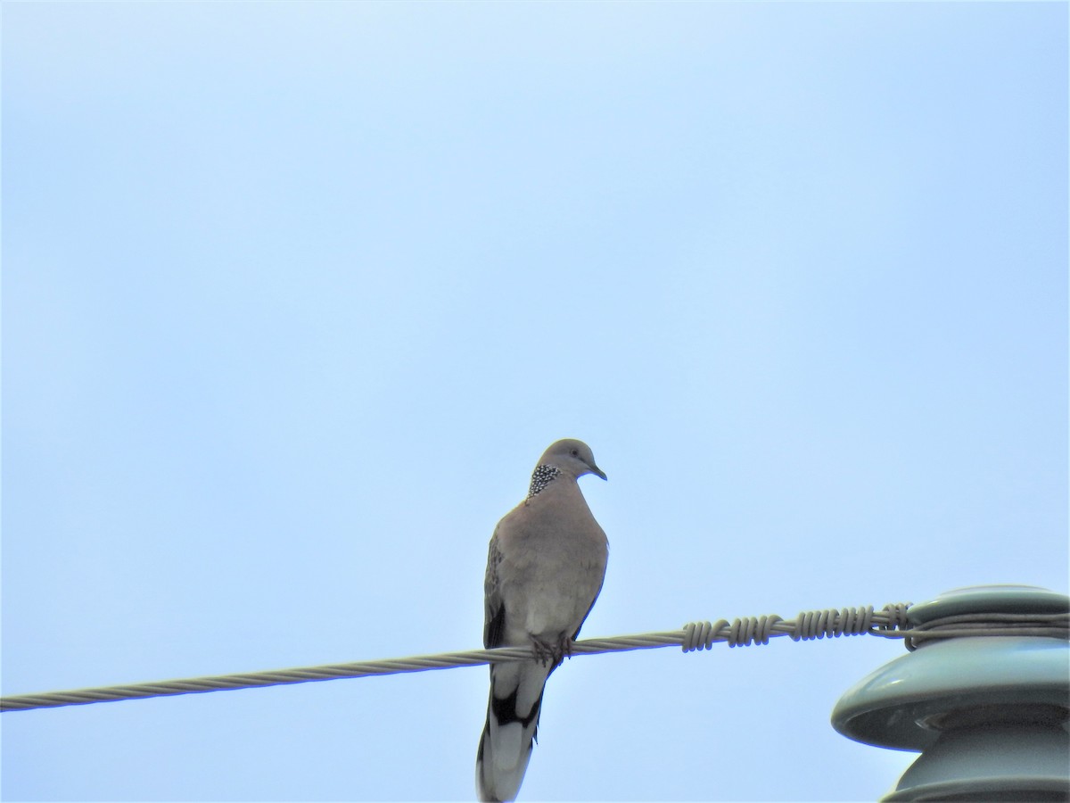 Spotted Dove - ML619754638