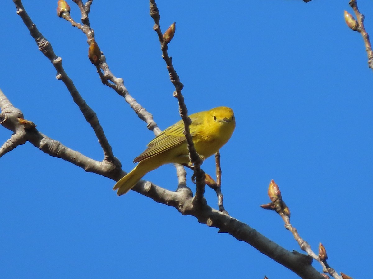 Yellow Warbler - ML619754639