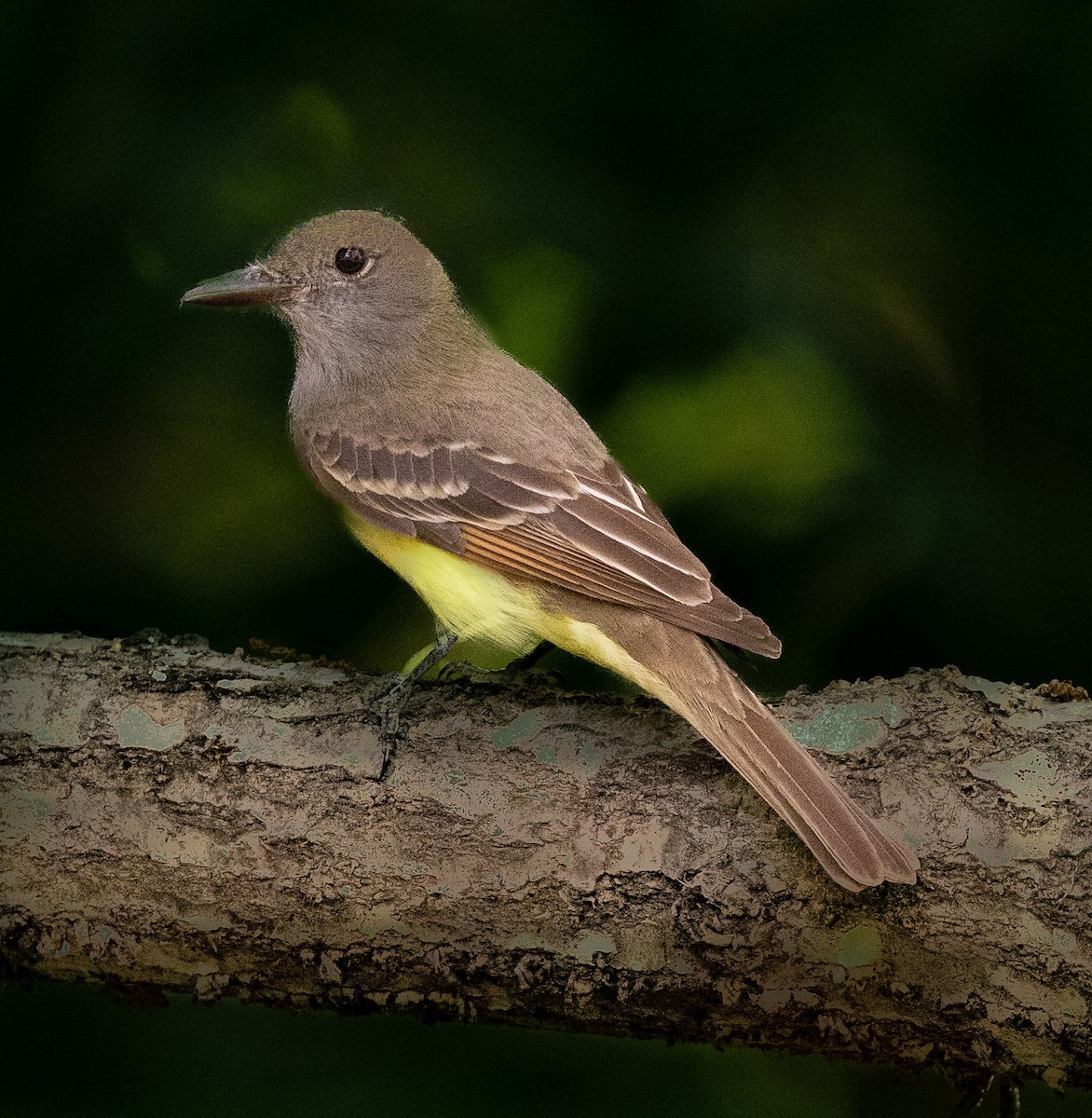 Great Crested Flycatcher - ML619754674