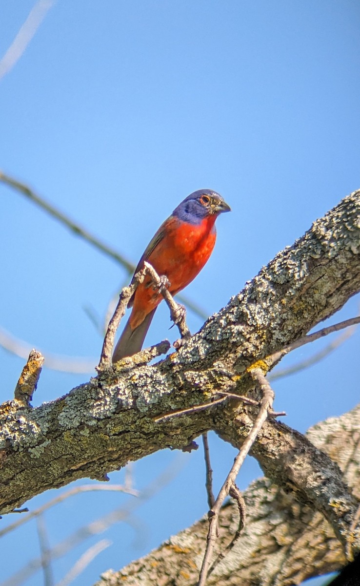 Painted Bunting - ML619754687