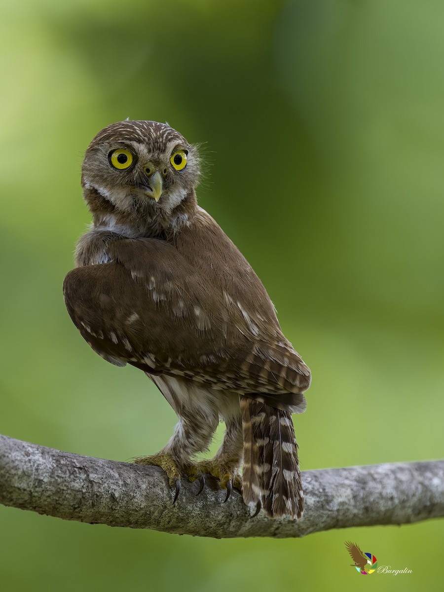 Ferruginous Pygmy-Owl - ML619754721