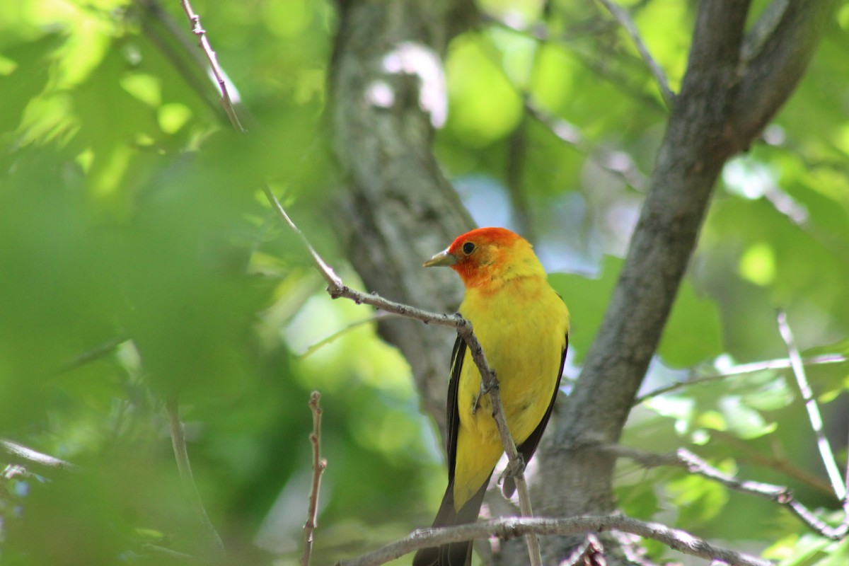 Western Tanager - ML619754723