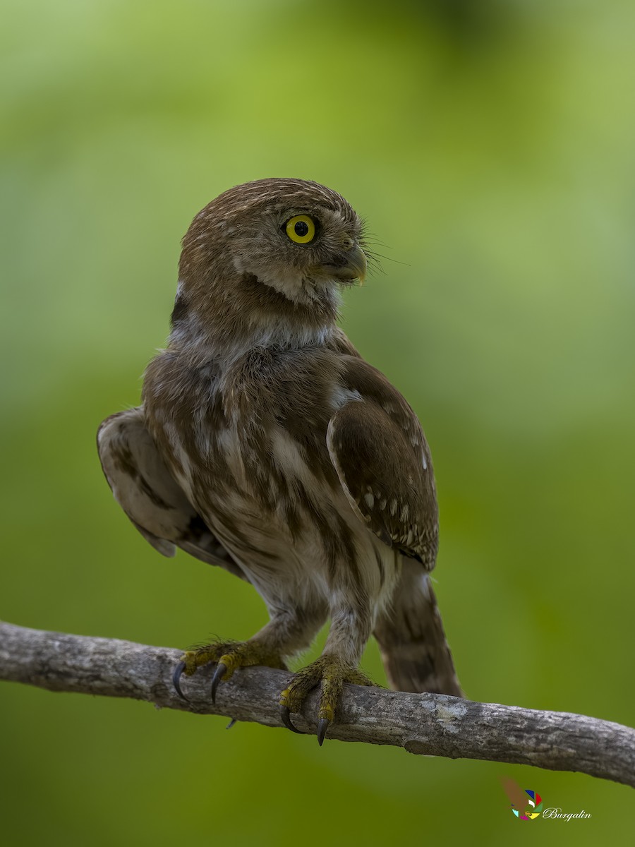 Ferruginous Pygmy-Owl - ML619754726