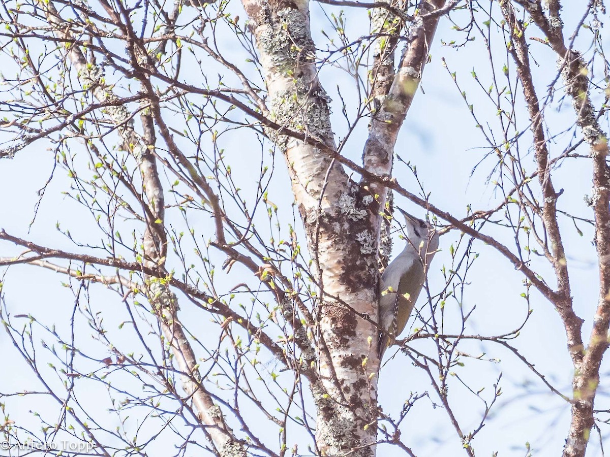 Gray-headed Woodpecker - ML619754727
