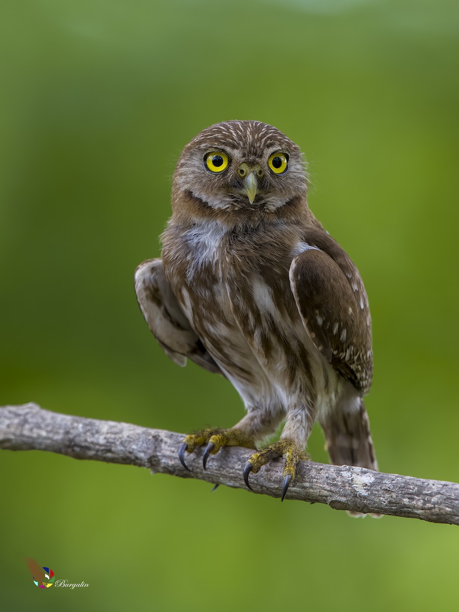 Ferruginous Pygmy-Owl - ML619754731
