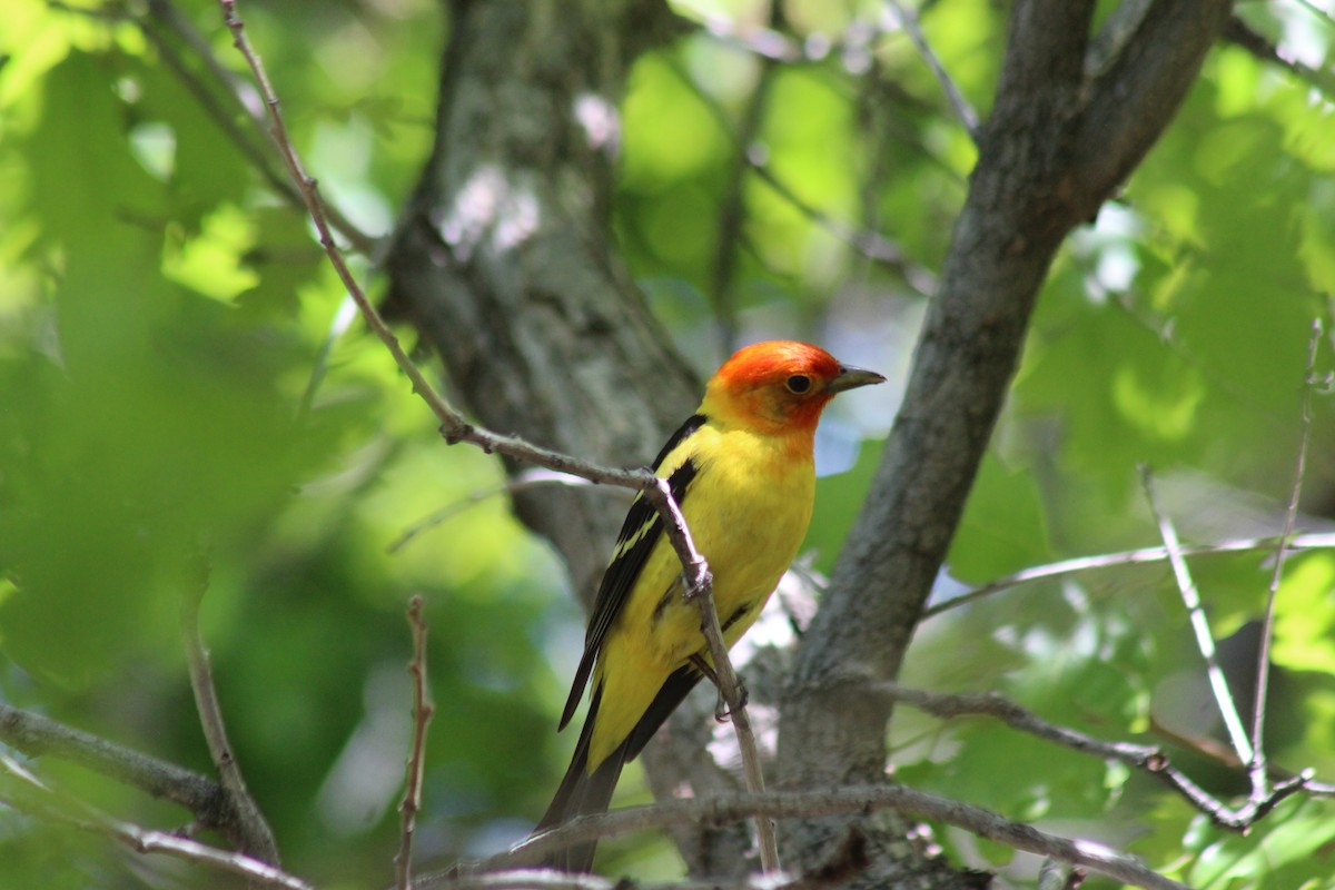 Western Tanager - ML619754732